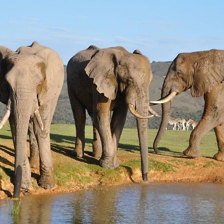 Addo Elephant Lodge & Safaris Kirkwood Eksteriør billede
