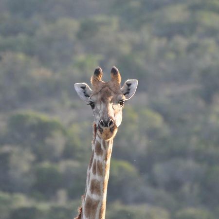 Addo Elephant Lodge & Safaris Kirkwood Eksteriør billede