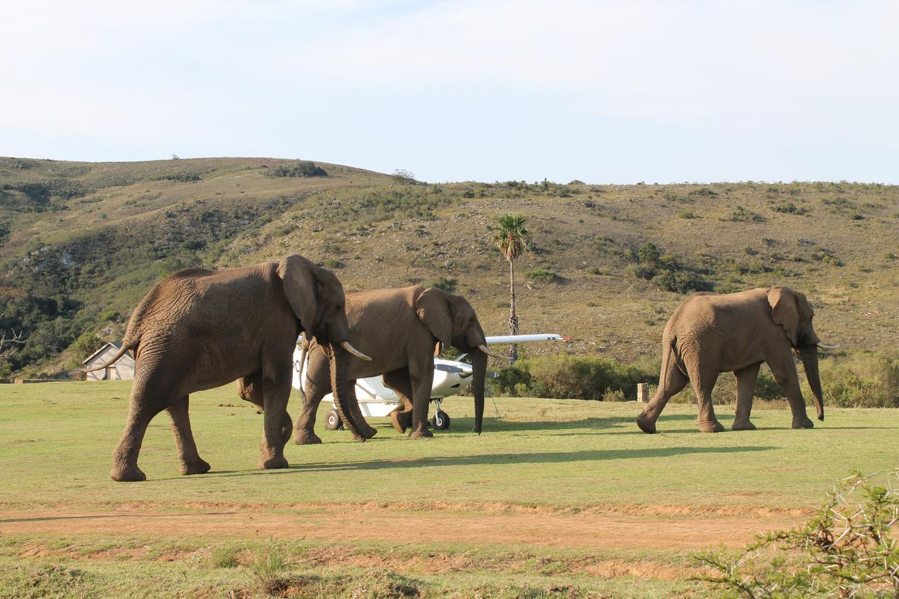 Addo Elephant Lodge & Safaris Kirkwood Eksteriør billede