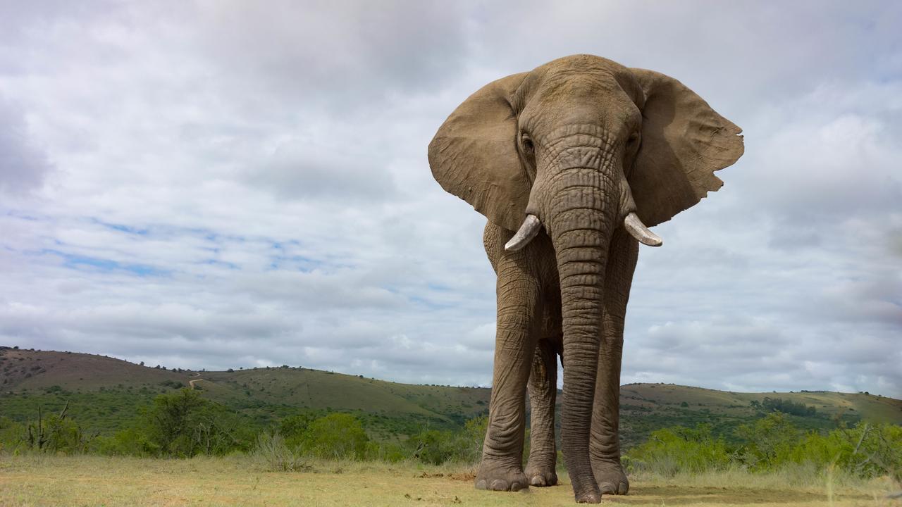 Addo Elephant Lodge & Safaris Kirkwood Eksteriør billede