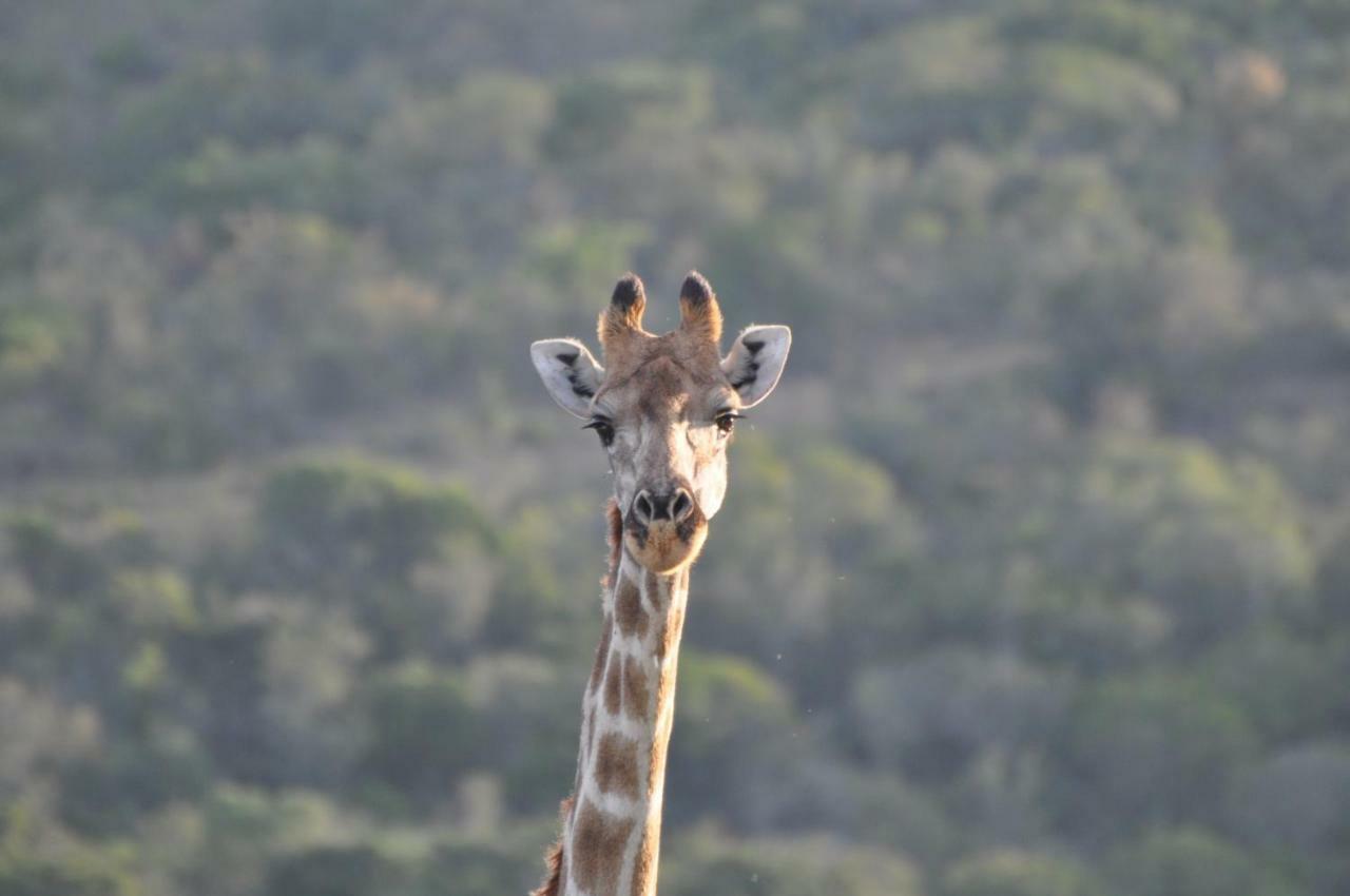 Addo Elephant Lodge & Safaris Kirkwood Eksteriør billede